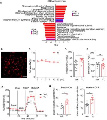 Astrocytes underlie a faster-onset antidepressant effect of hypidone hydrochloride (YL-0919)